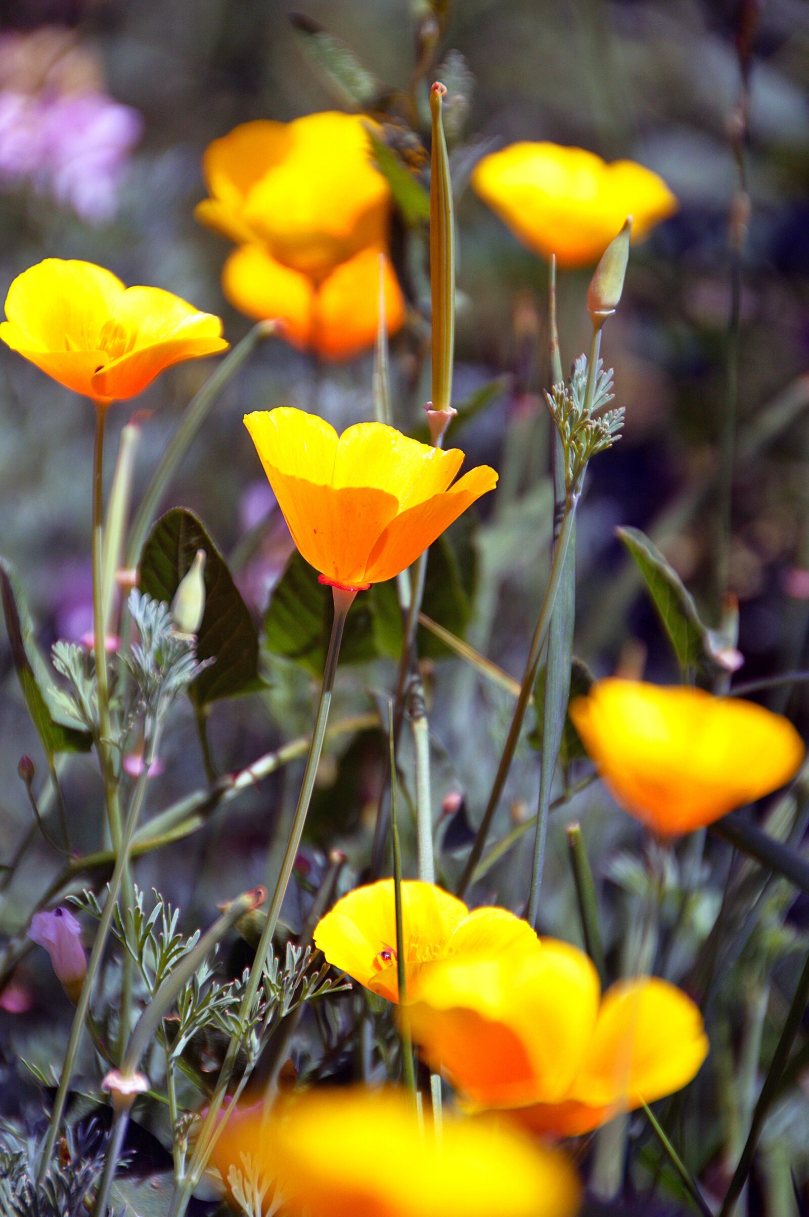 Nikon D3200 sample photo. Summer flower, summer, yellow photography