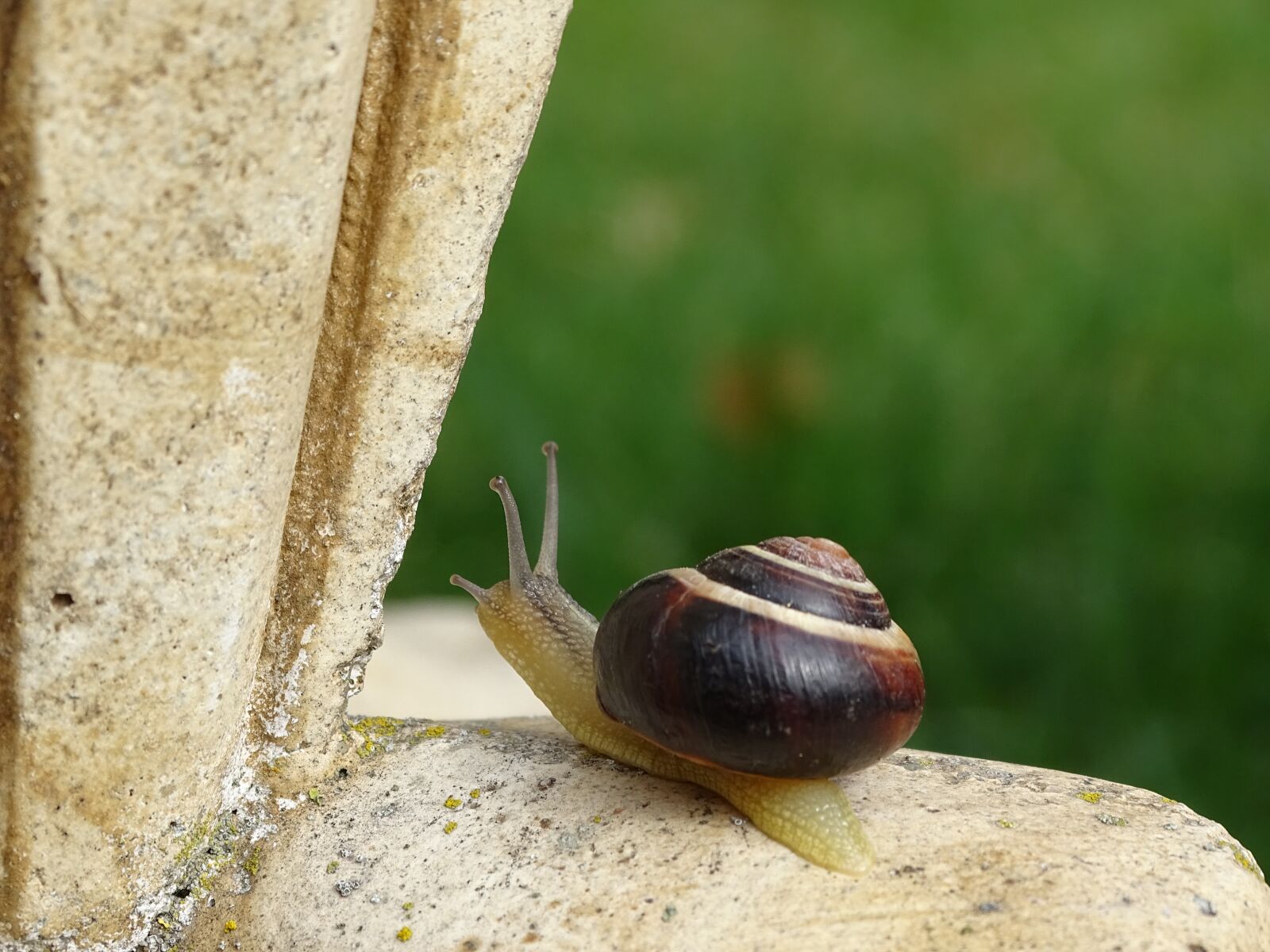 Sony Cyber-shot DSC-HX400V sample photo. Snail, shell, slowly photography