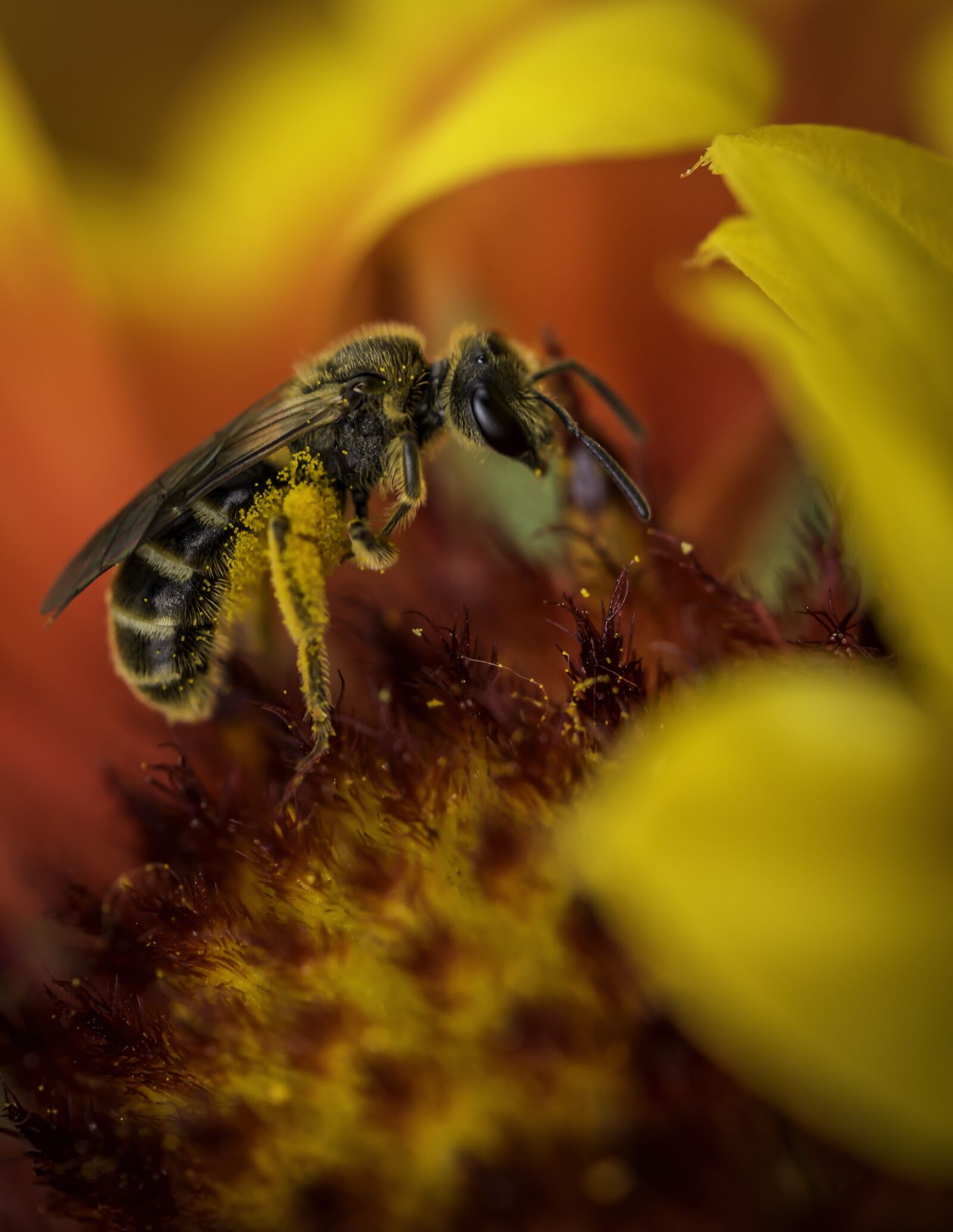 Canon EF-S 60mm F2.8 Macro USM sample photo. Bee, nature, flower photography