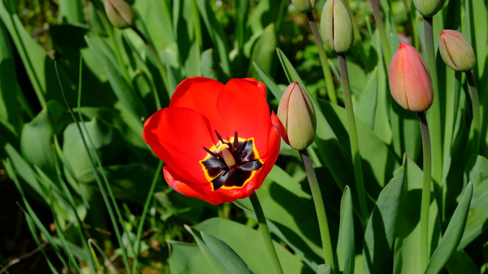 Fujifilm XC 16-50mm F3.5-5.6 OIS II sample photo. Tulips, tulpenbluete, blossomed photography