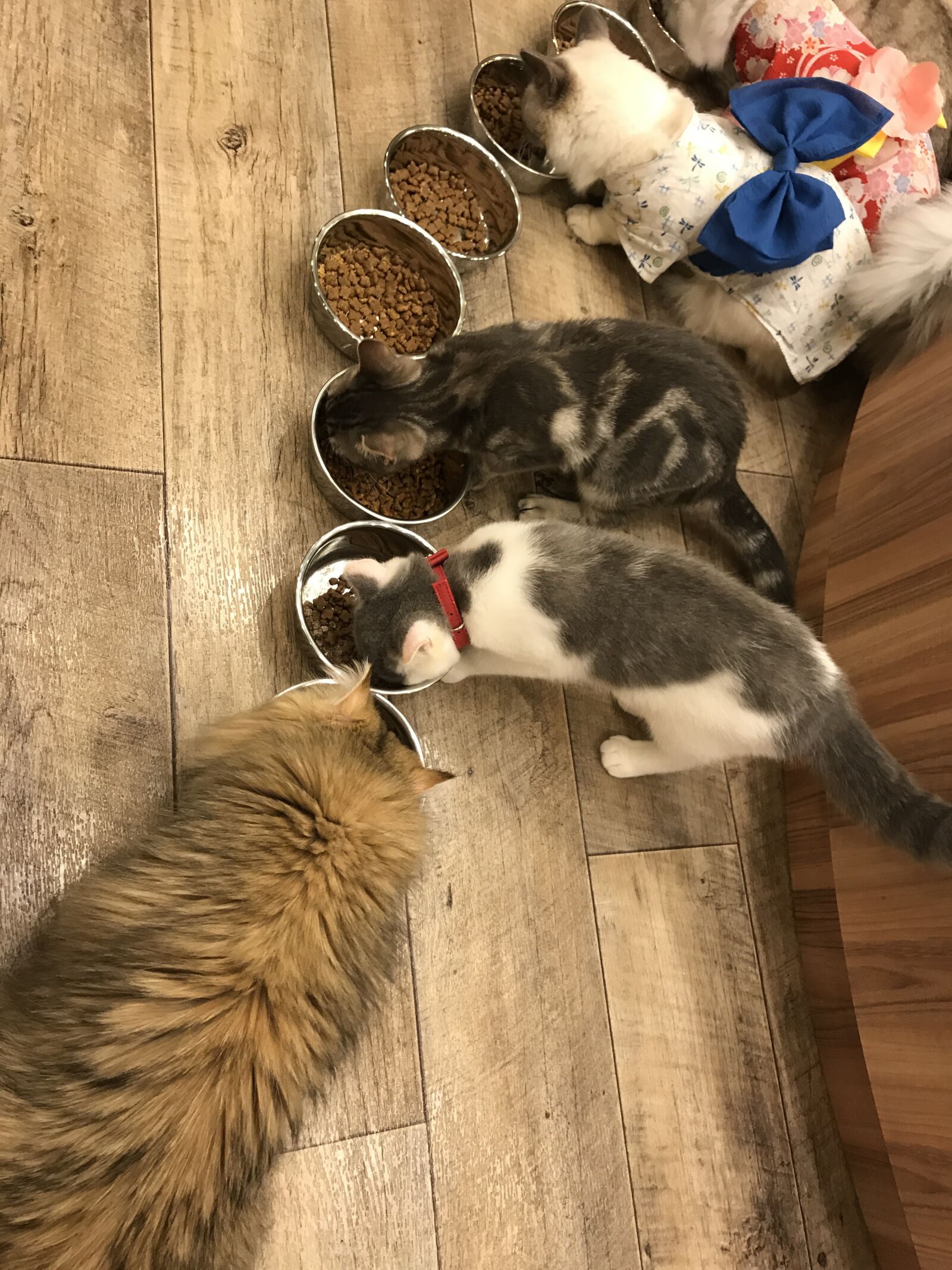 iPhone 7 back camera 3.99mm f/1.8 sample photo. Cat, cafe, japan photography