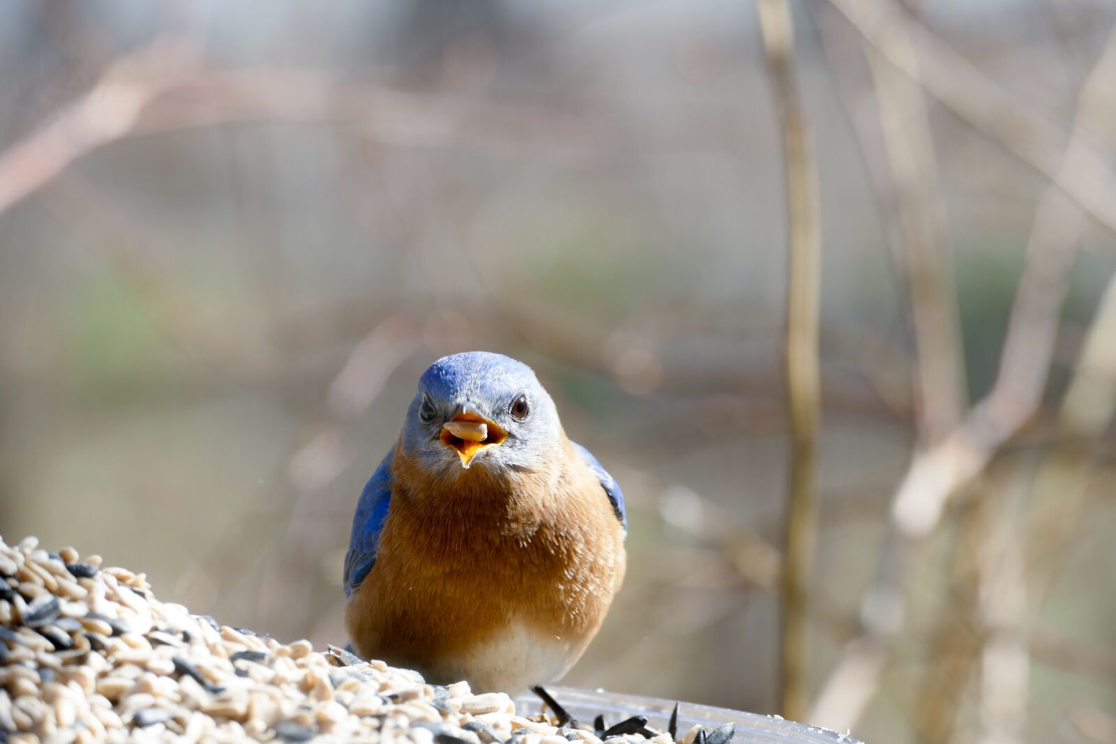 Panasonic Lumix DMC-FZ1000 sample photo. Eastern bluebird, bluebird, feeder photography