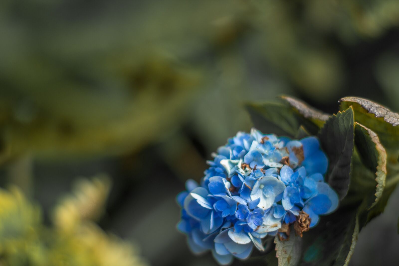 Canon EOS 1200D (EOS Rebel T5 / EOS Kiss X70 / EOS Hi) sample photo. Blue, blue flower, flower photography