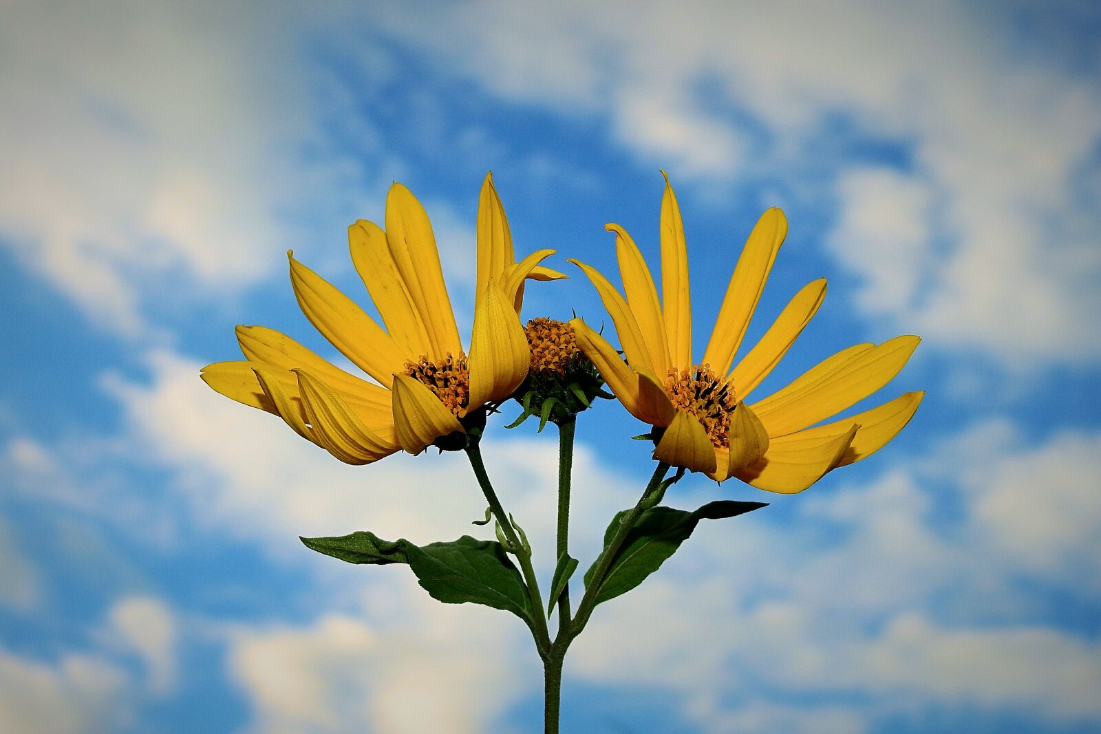 Nikon Coolpix P900 sample photo. Flowers, sky, clouds photography