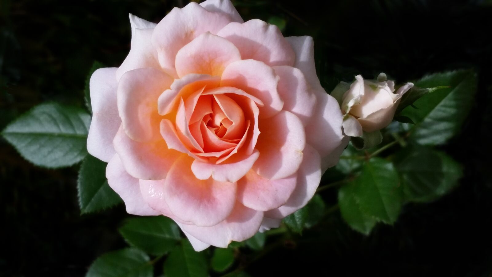 Samsung Galaxy S5 sample photo. Flower, pink, rose photography