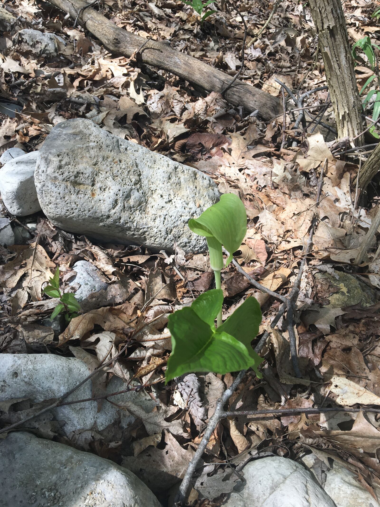 Apple iPhone 6s sample photo. Wildflower, woods, spring photography