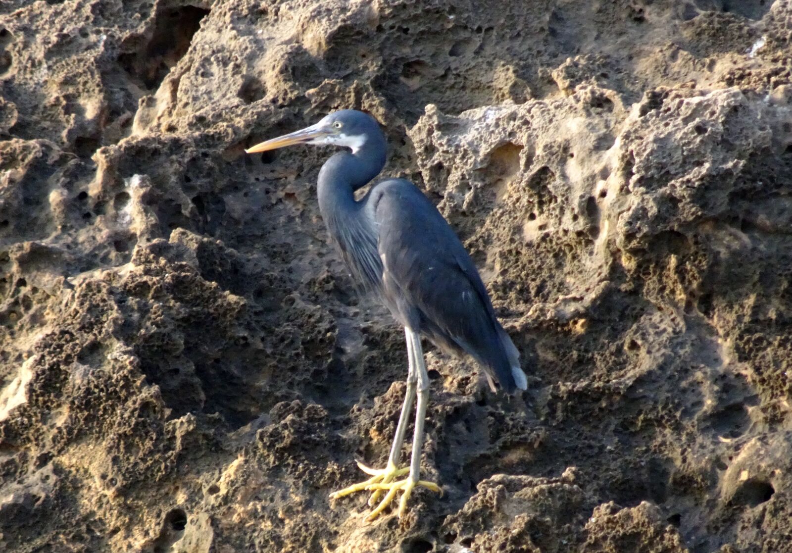 Sony Cyber-shot DSC-HX90V sample photo. Bird, wader, western reef photography