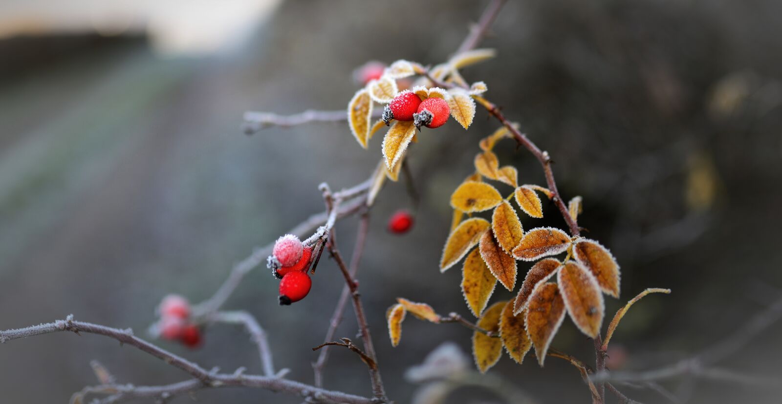 Nikon D610 sample photo. Rose hip, hoarfrost, frozen photography