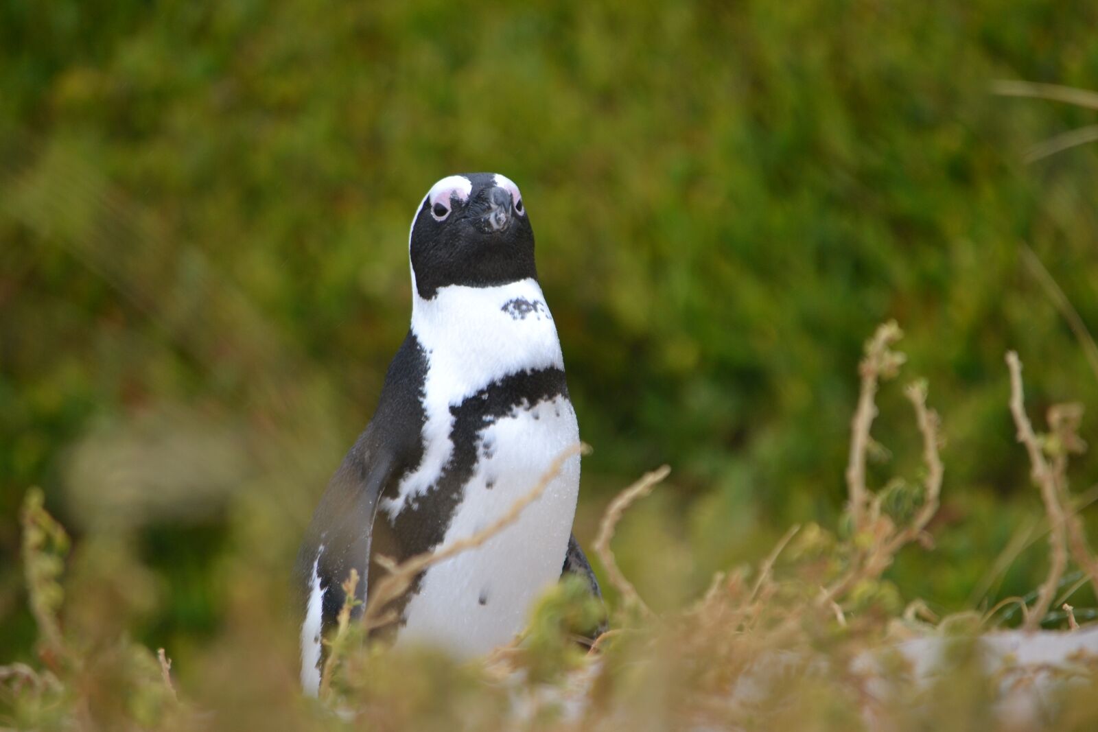 Nikon D3100 sample photo. South africa, cape, penguin photography