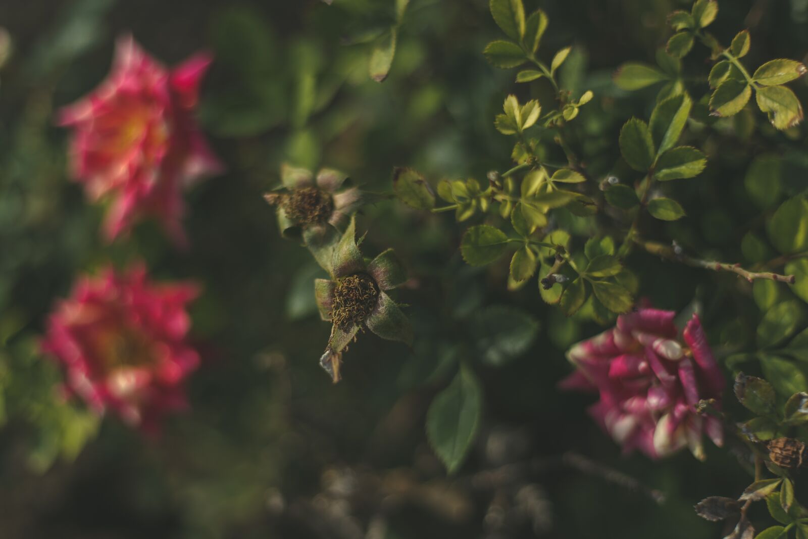 Canon EOS 6D + Canon EF 50mm F1.8 STM sample photo. Flower, nature, plant photography