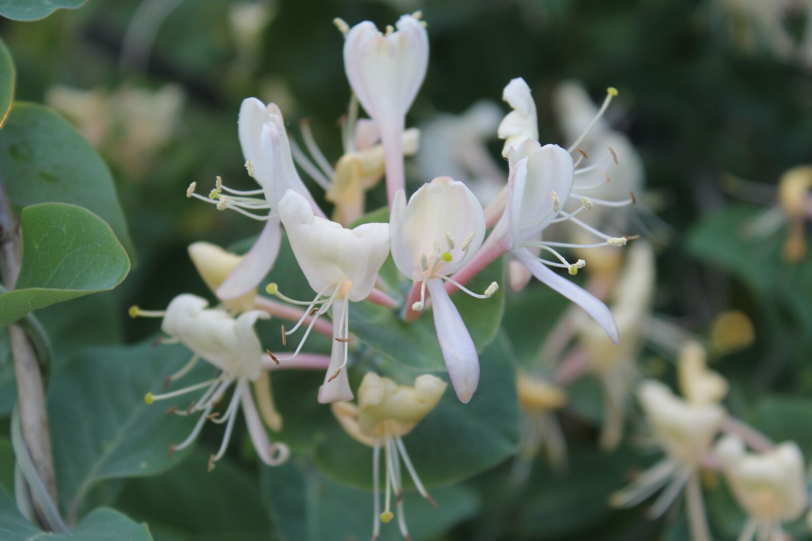 Canon EOS 1100D (EOS Rebel T3 / EOS Kiss X50) sample photo. Flowers, perfoliate honeysuckle, white photography