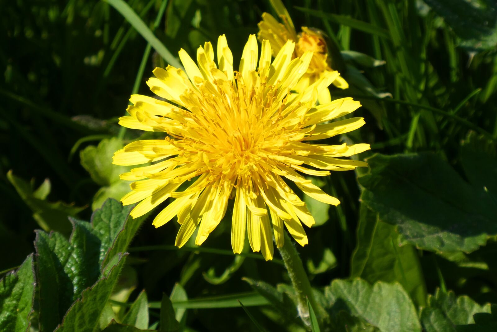 Panasonic Lumix DC-ZS70 (Lumix DC-TZ90) sample photo. Dandelion, berm, flower photography