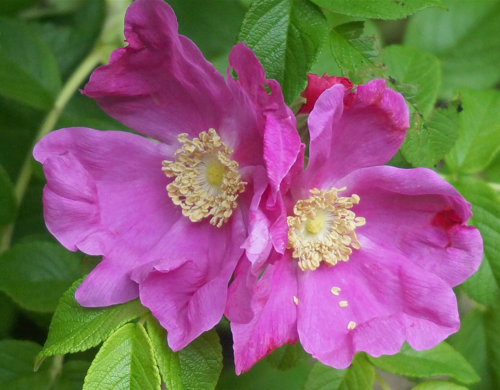 Sony Alpha NEX-5T sample photo. Rugosa rose, rose, flower photography