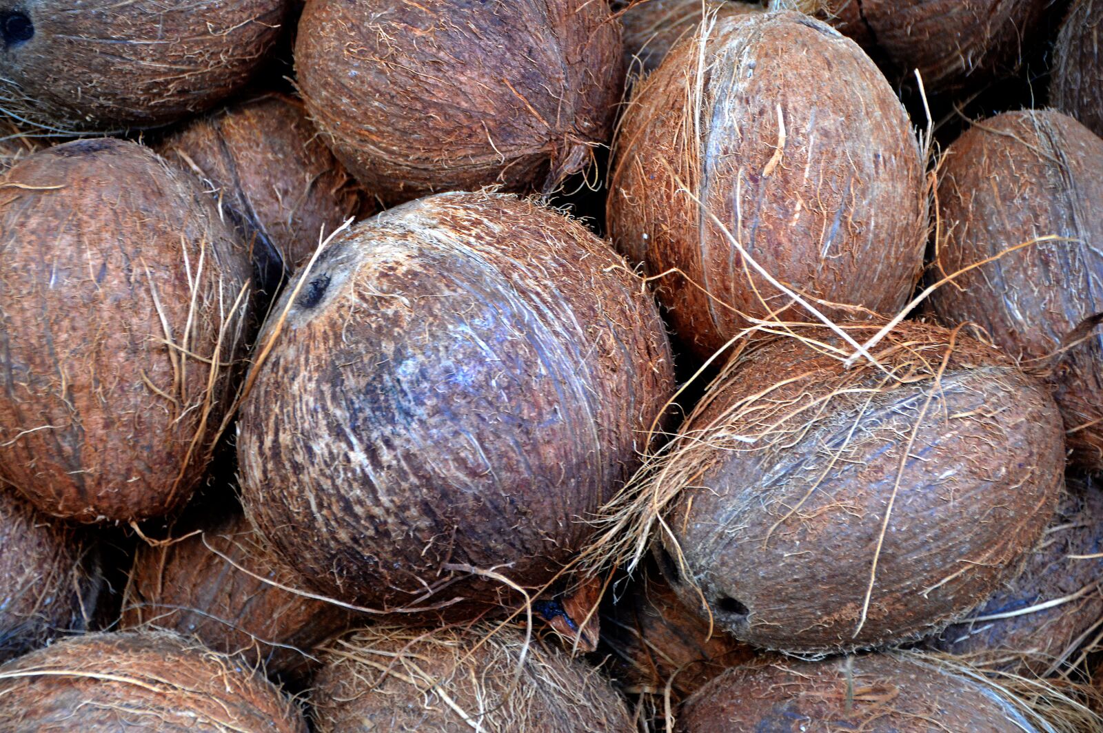 Nikon D3200 sample photo. Coconut, nuts, market photography