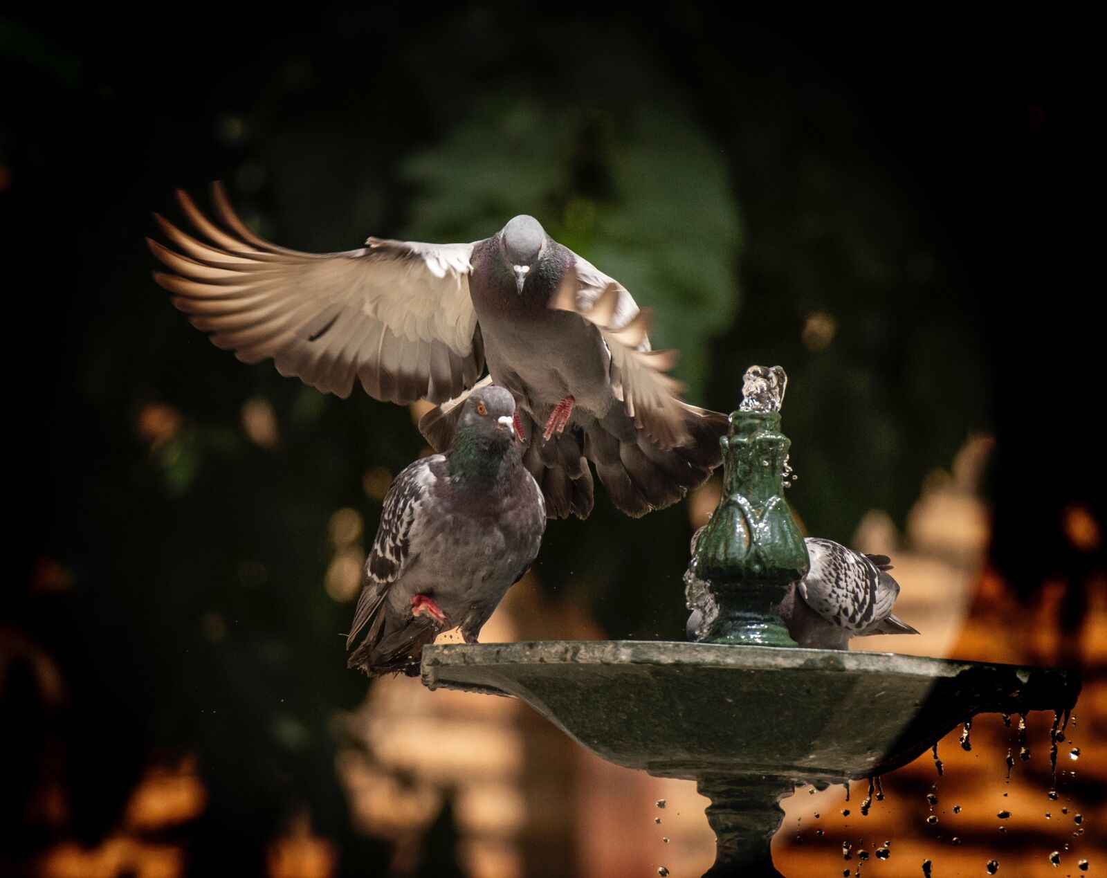 Nikon D810 sample photo. Summer, source, pigeons photography