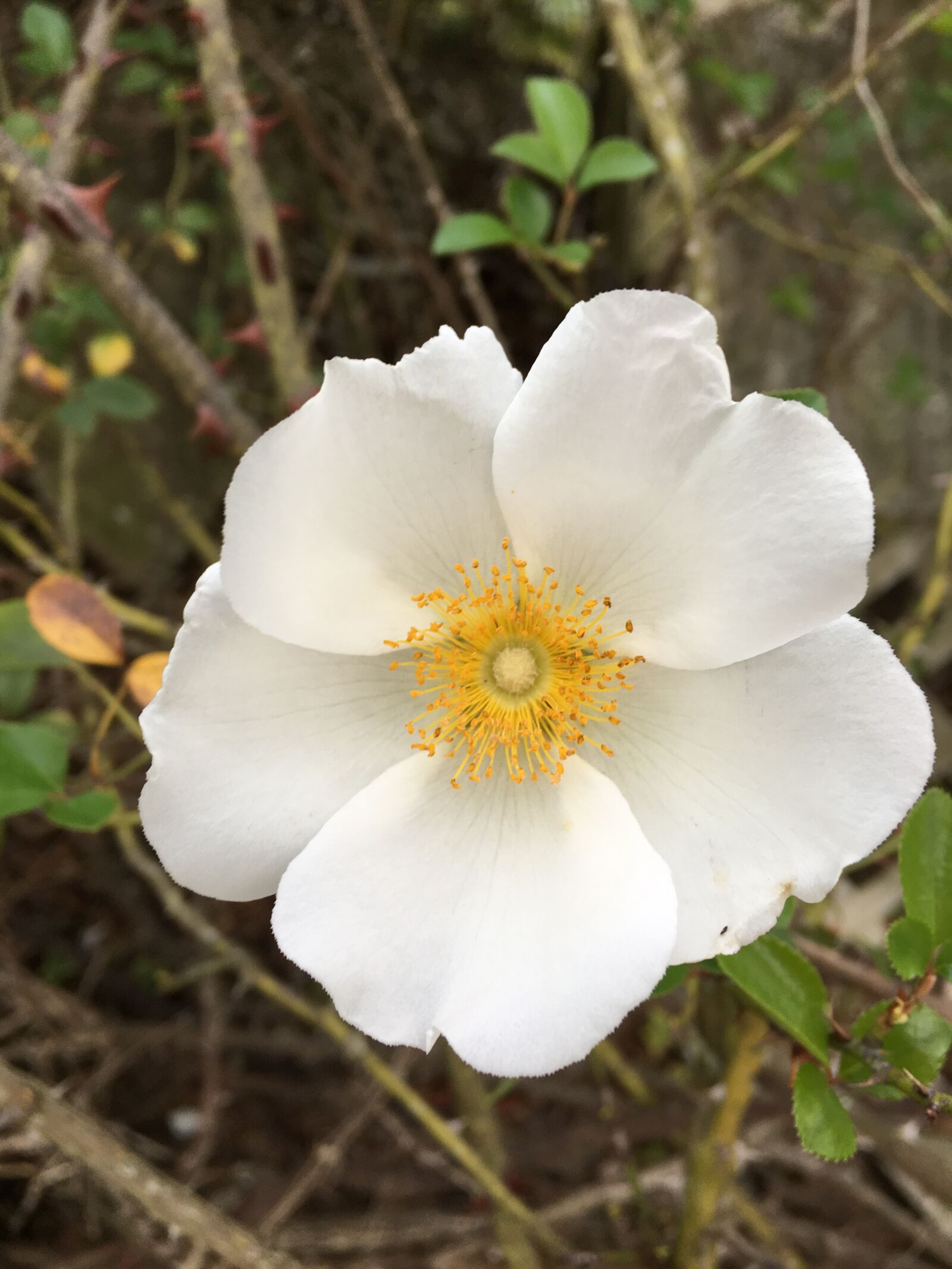 Apple iPhone 6s sample photo. Rose, wild rose, white photography