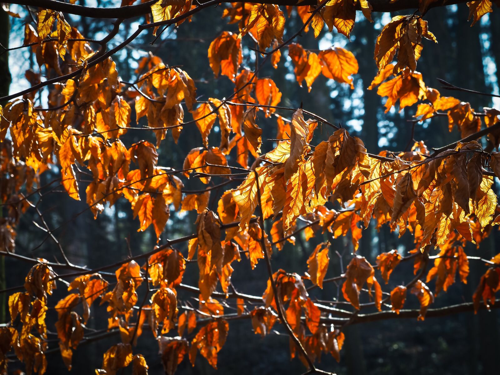 Olympus OM-D E-M10 sample photo. Leaves, tree, branches photography