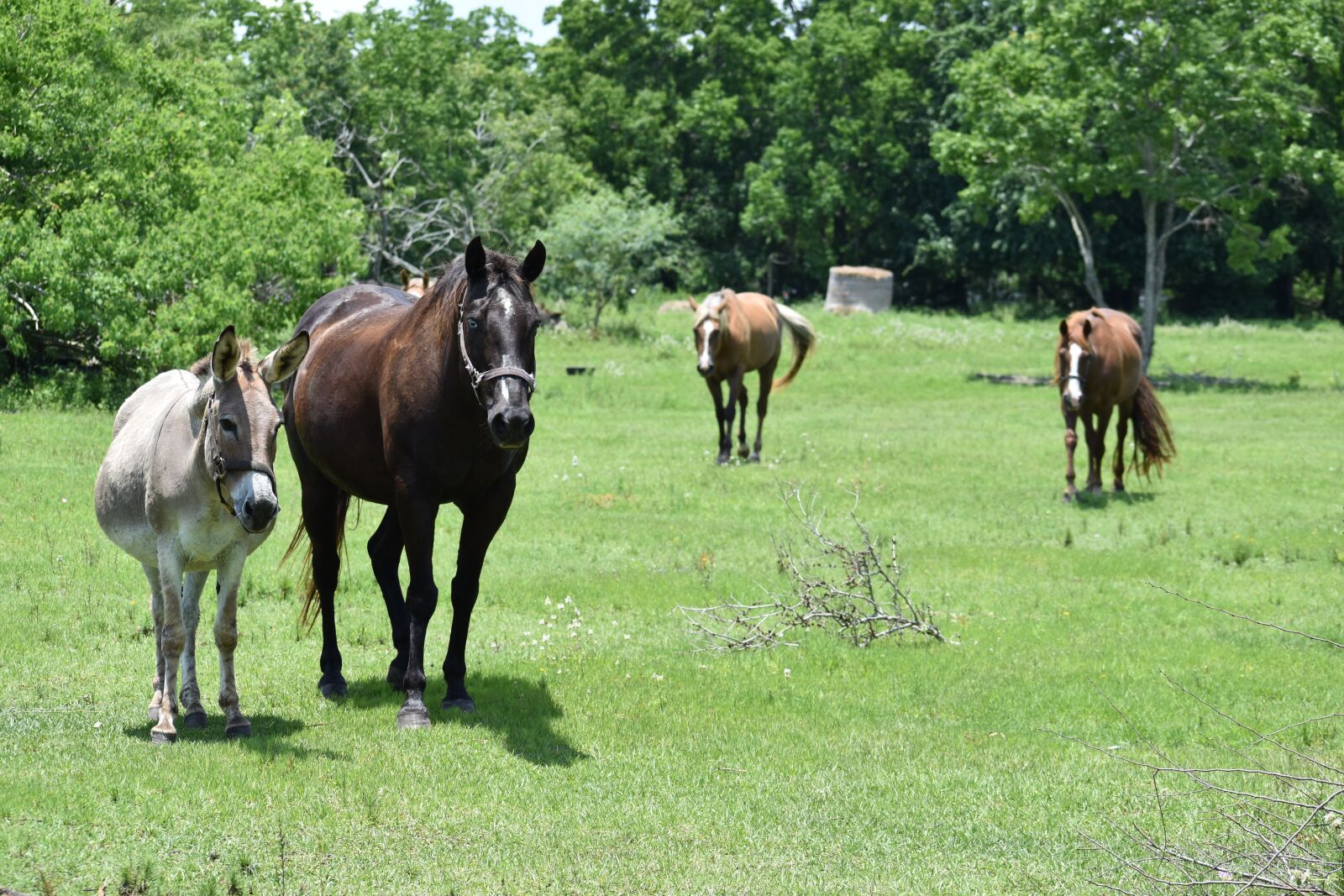Nikon D3500 sample photo. Horses, pony, mane photography