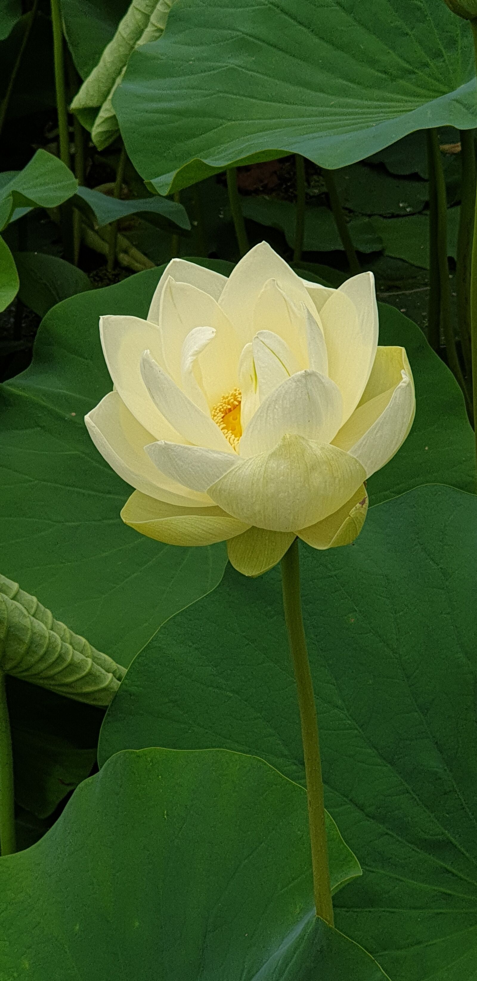 Samsung Galaxy Note9 sample photo. White, lotus, gardens photography