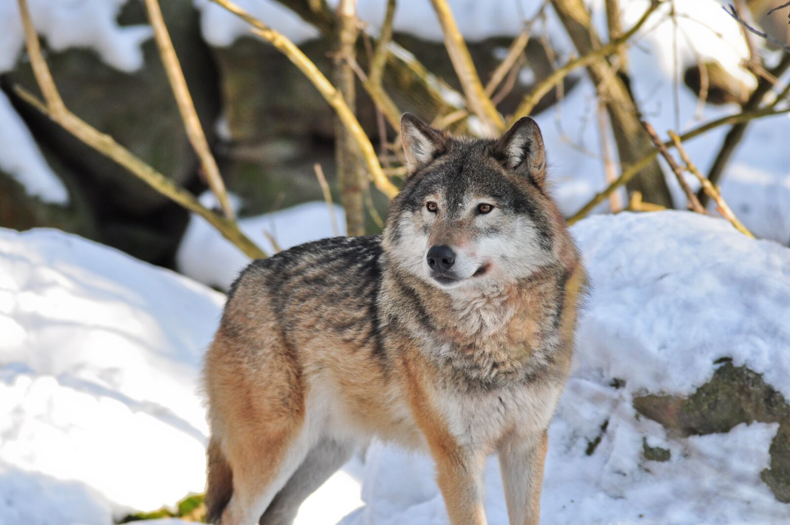 Nikon D90 sample photo. Wolf, animals, nature photography