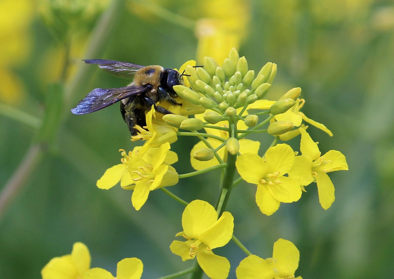 Canon EF-S 55-250mm F4-5.6 IS II sample photo. Bee, pollen, canola photography