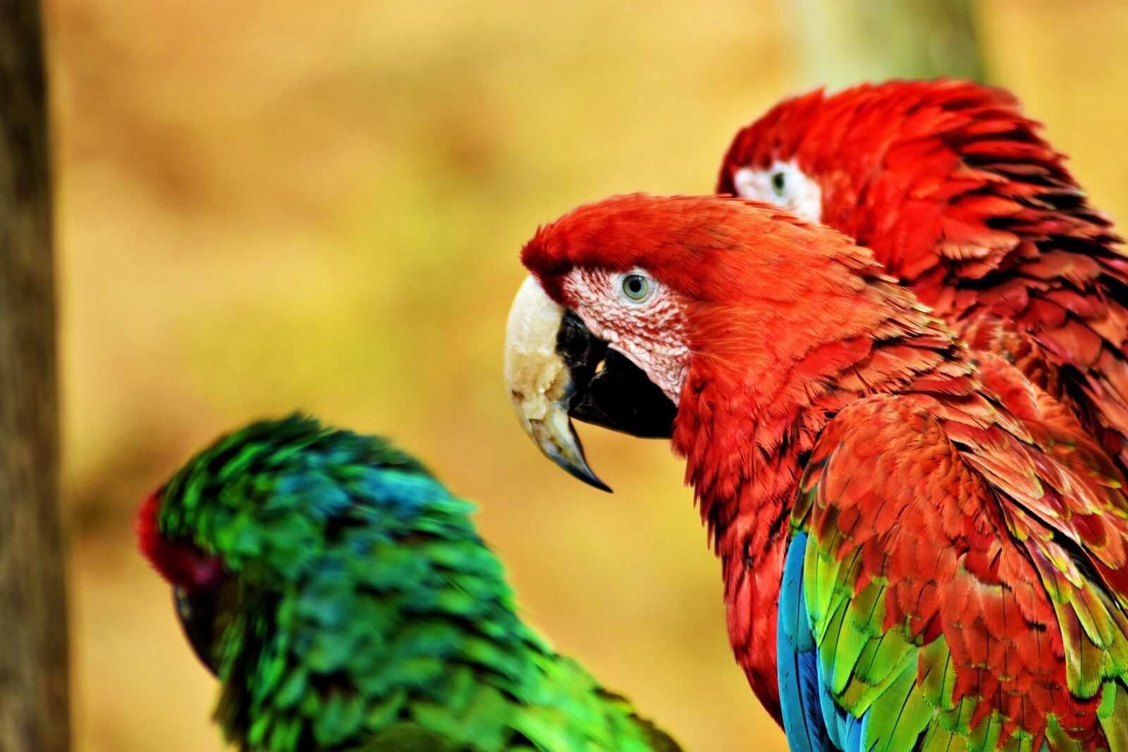 Nikon D3400 sample photo. Bird, zoo, parrot photography