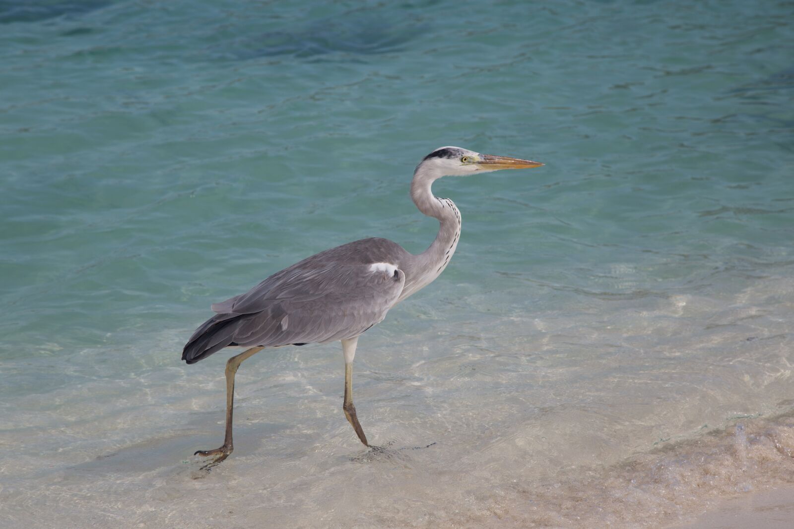 Canon EOS 6D + Canon EF 24-105mm F4L IS USM sample photo. Grey heron, bird, water photography