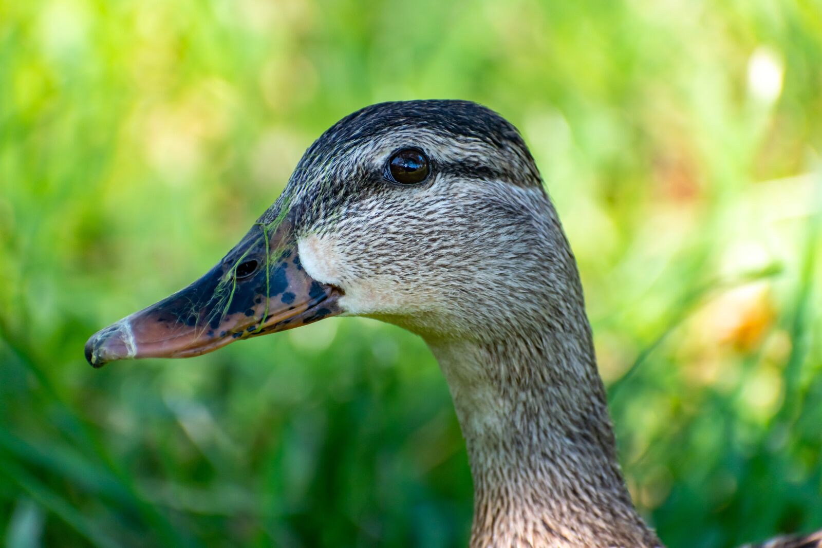 Nikon D3500 sample photo. Duck, bird, nature photography