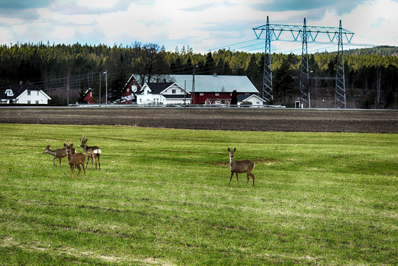 Canon EOS 7D Mark II + Canon EF 135mm F2L USM sample photo. Deer, grass, landscape photography
