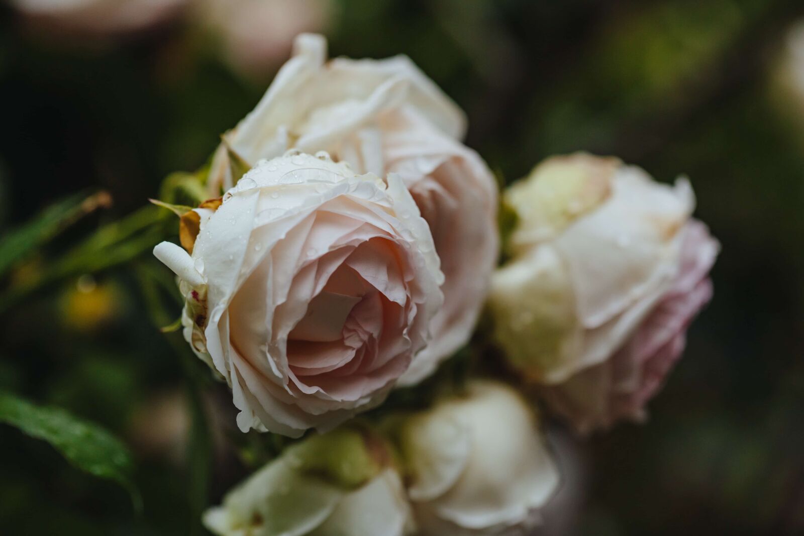 Canon EF 100mm F2.8 Macro USM sample photo. Elegant, roses, white flower photography