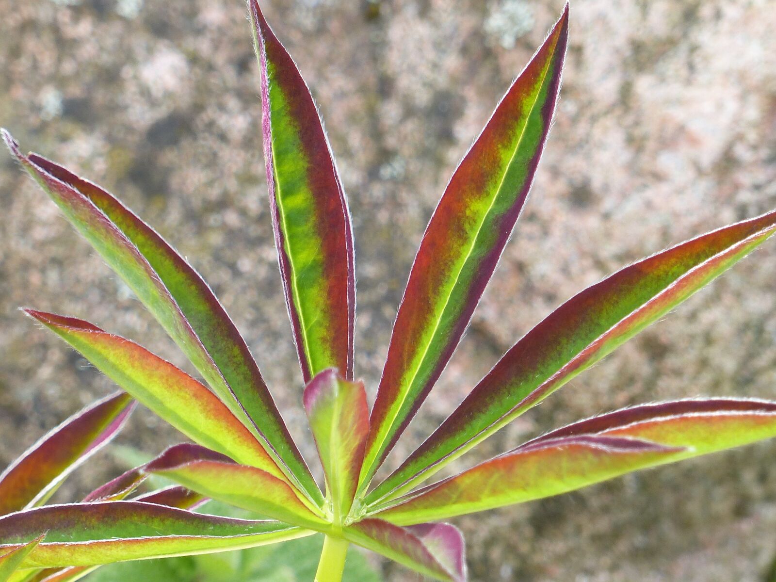 Panasonic Lumix DMC-FZ200 sample photo. Leaf, lupin, colors photography