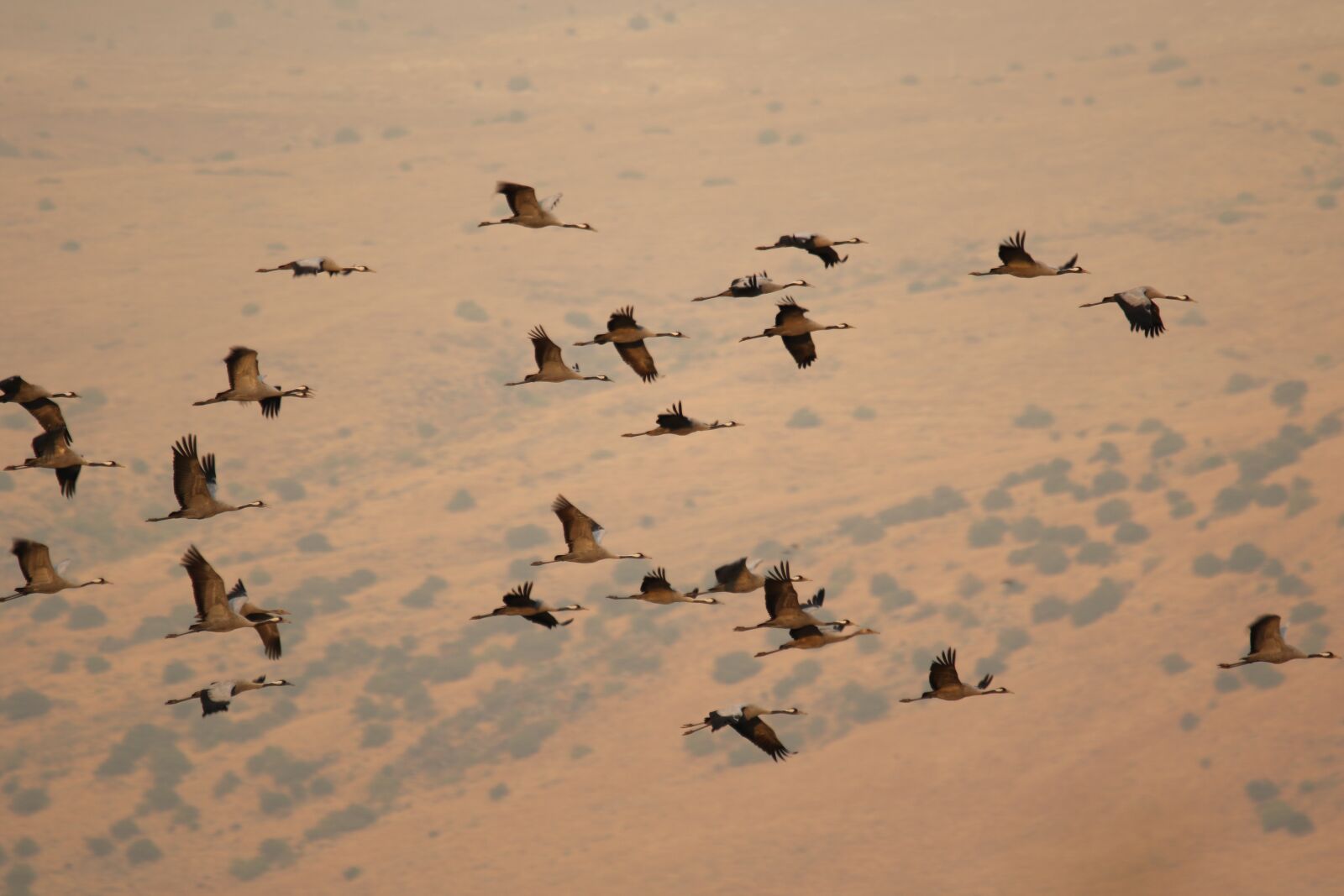 Canon EOS 7D Mark II sample photo. Cranes, flight, flying photography