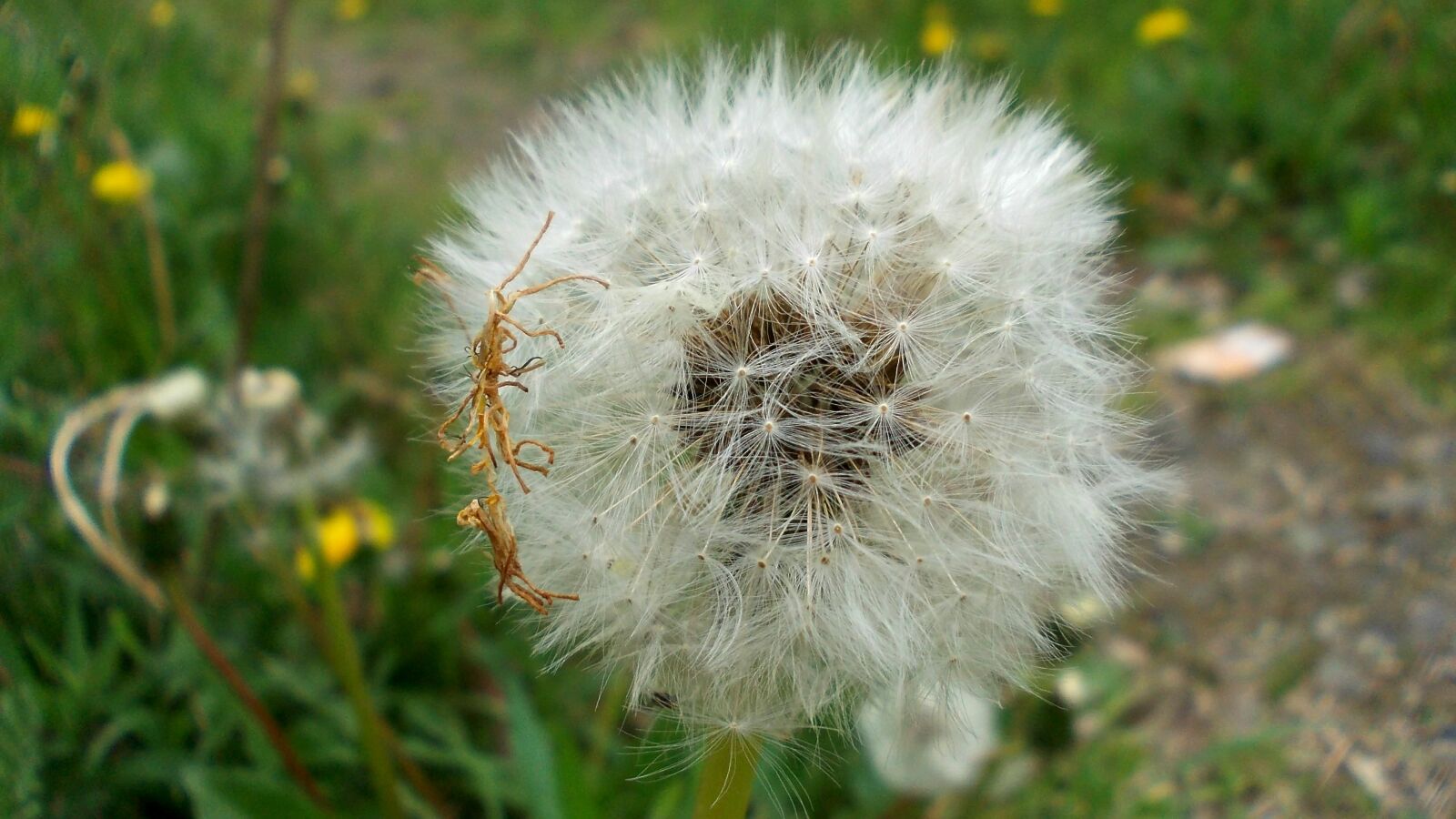 Nikon COOLPIX L23 sample photo. Dandelion, macro, seeds photography