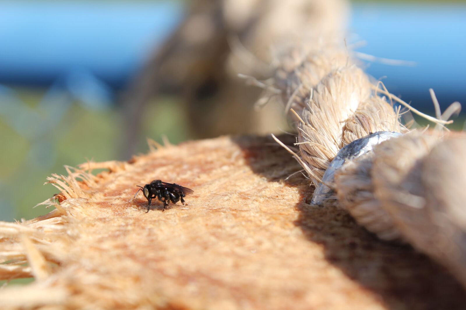 Canon EOS 550D (EOS Rebel T2i / EOS Kiss X4) sample photo. Bee, insect, macro photography