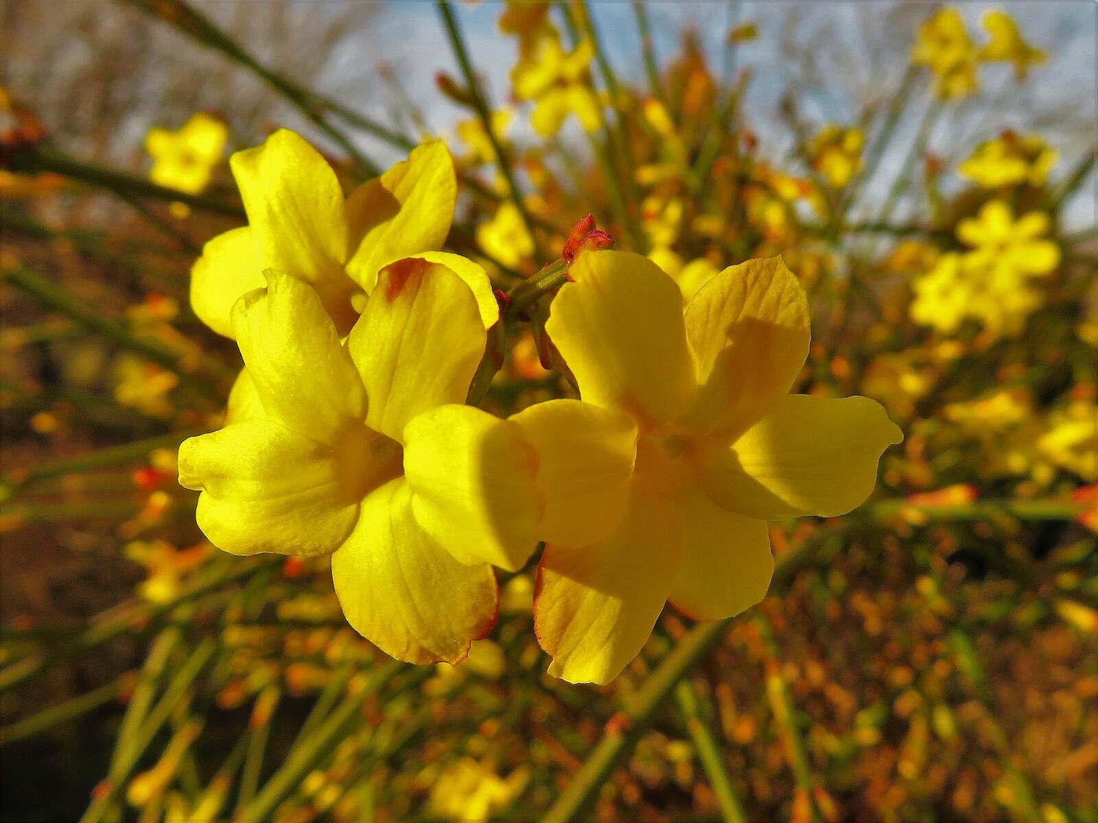 Canon PowerShot SX720 HS sample photo. Winter jasmine, flower, jasmine photography