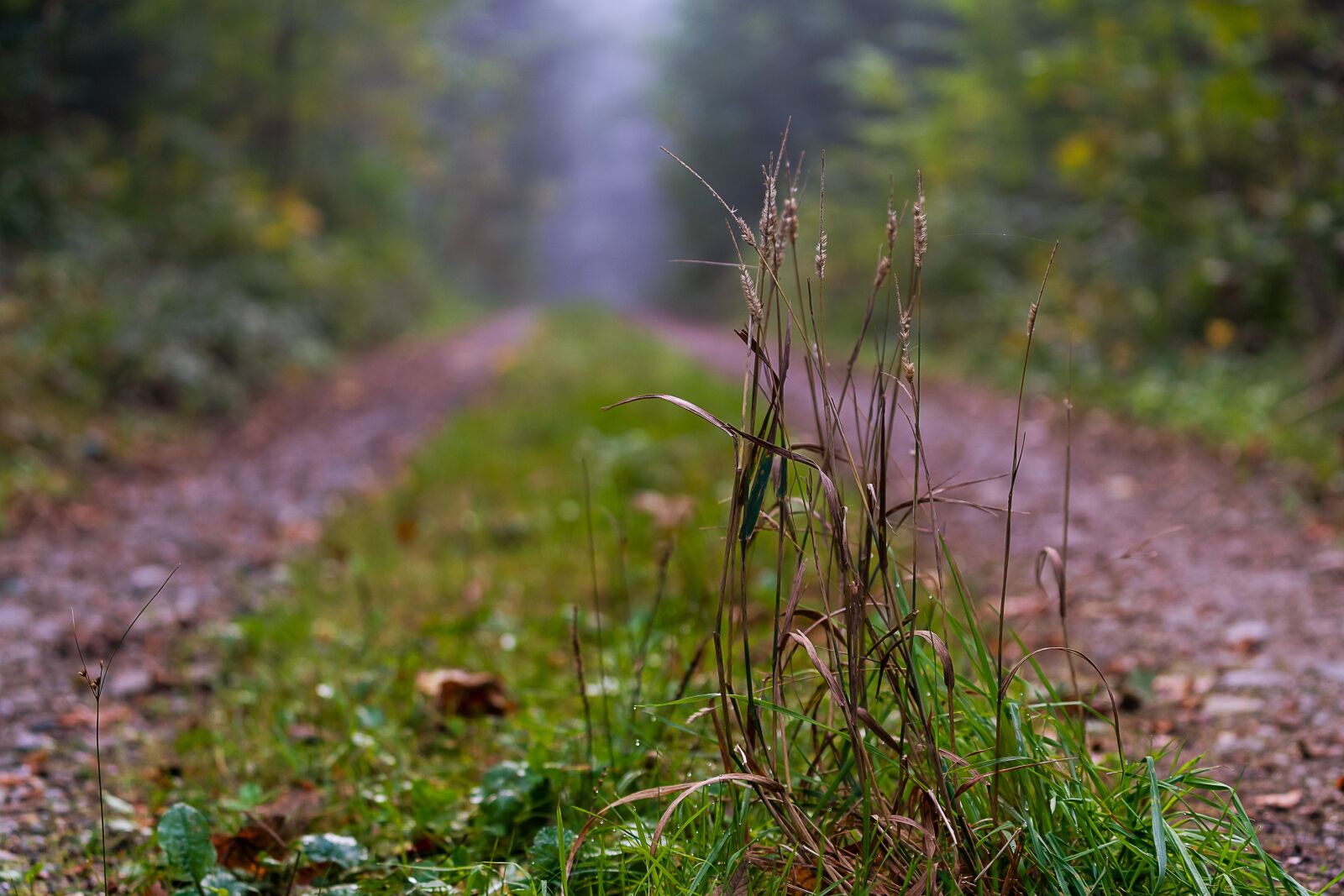 Sony a7 III + Sony FE 70-200mm F4 G OSS sample photo. Nature, landscape, away photography