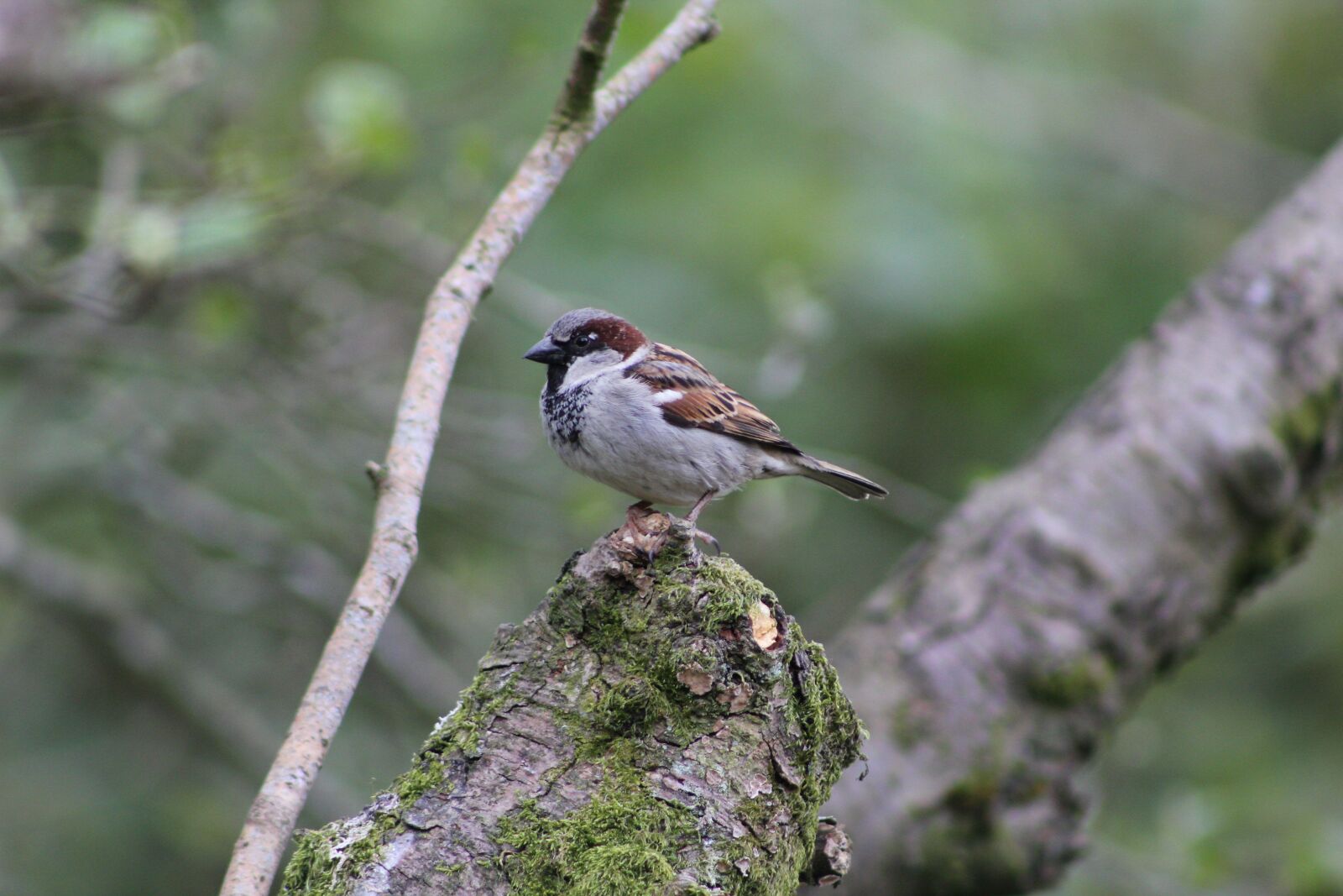 Canon EOS 550D (EOS Rebel T2i / EOS Kiss X4) sample photo. Bird, sparrow, feather photography