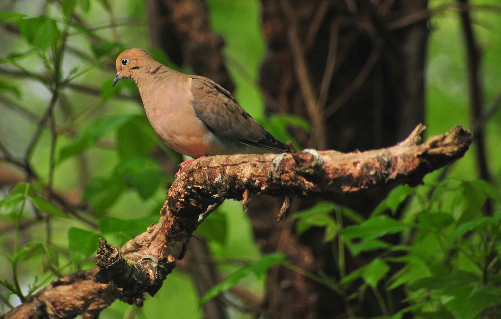 Nikon D300 sample photo. Bird, nature, outdoors photography