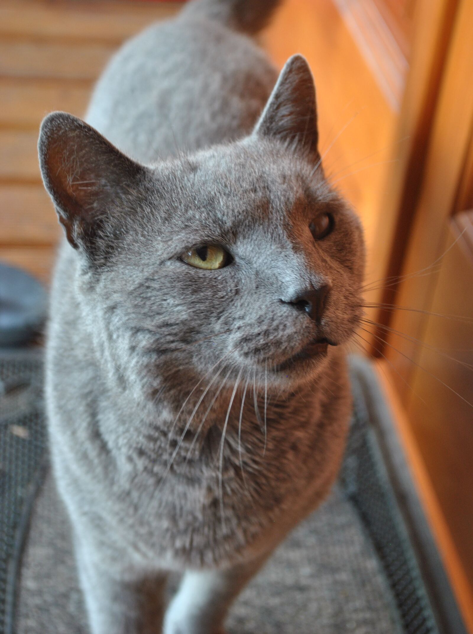 Nikon D3000 sample photo. Kitten, cat, cute photography