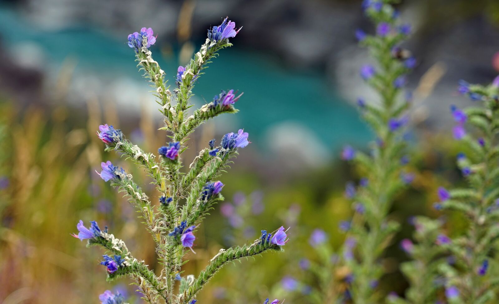 Sony a7 + Sony FE 24-240mm F3.5-6.3 OSS sample photo. Flower, mountain flower, alpine photography