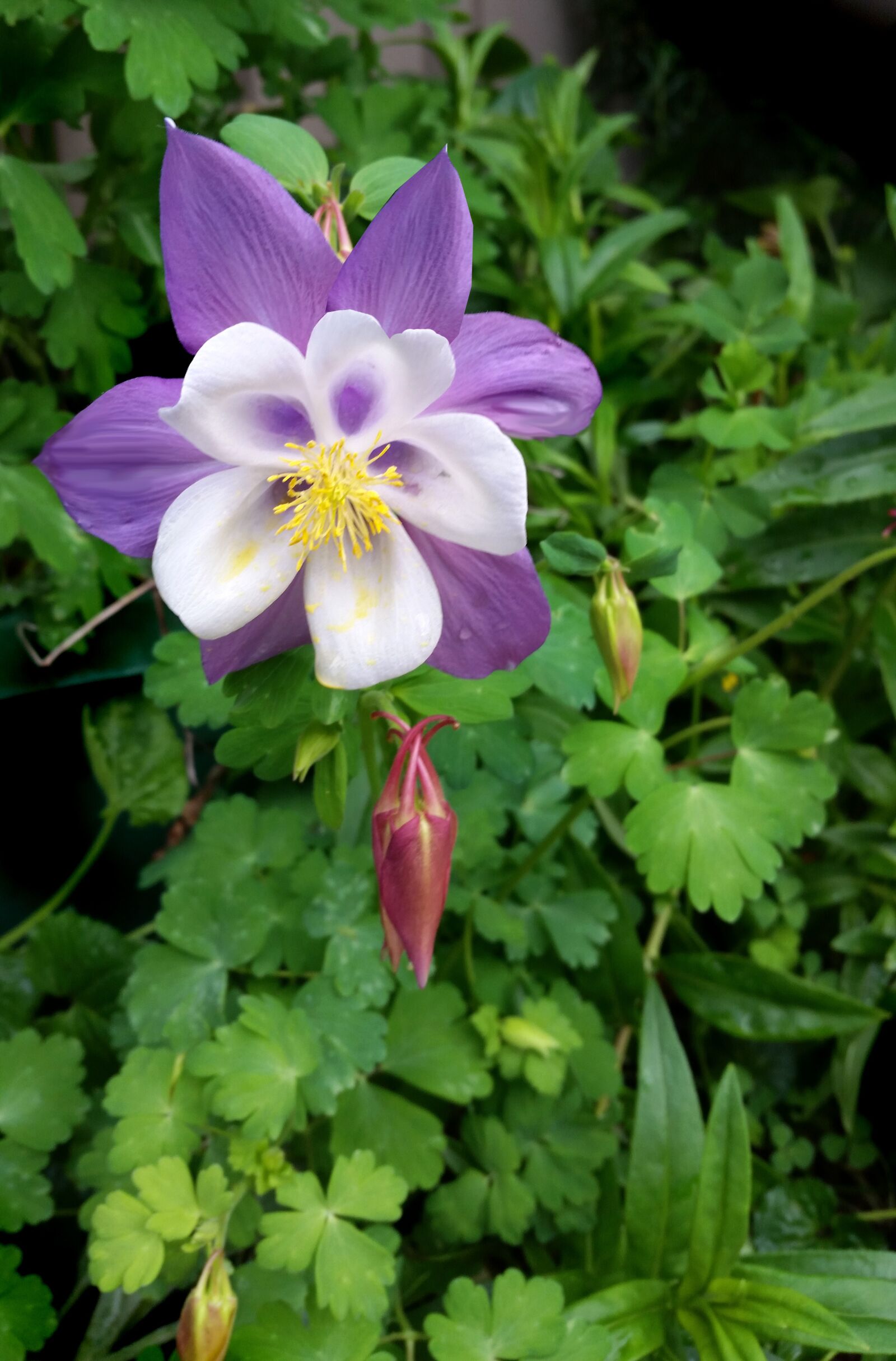 Samsung Galaxy S5 sample photo. Purple columbine flower, foliage photography