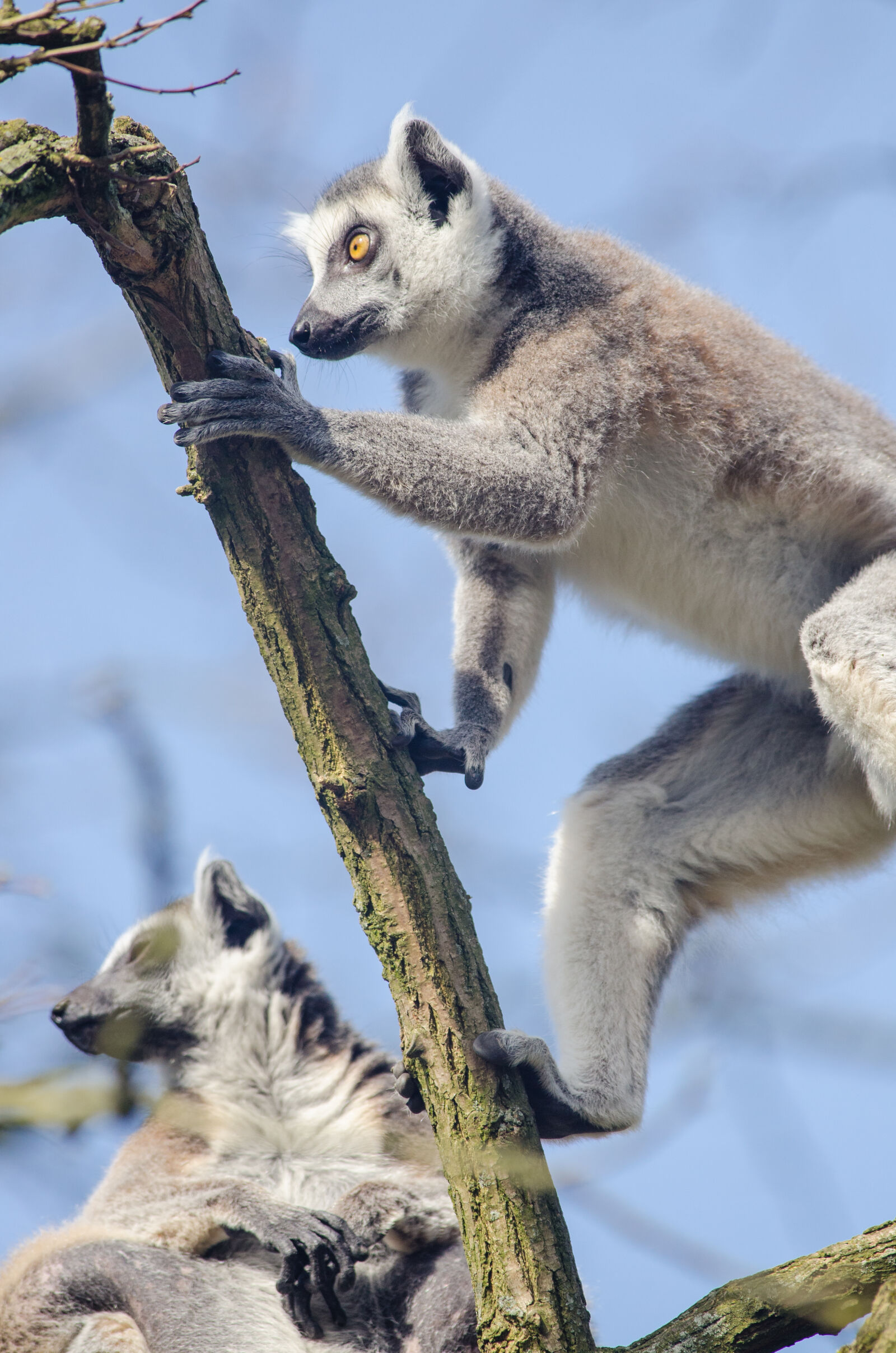 Nikon D7000 + Sigma APO Tele Macro 300mm F4 sample photo