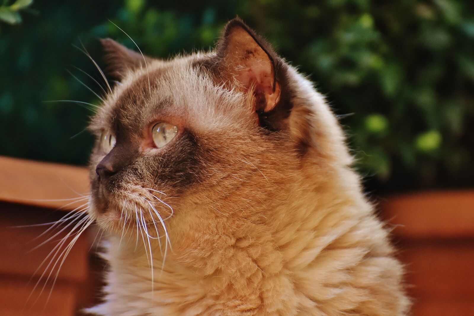 Nikon D7200 sample photo. Cat, british shorthair, thoroughbred photography