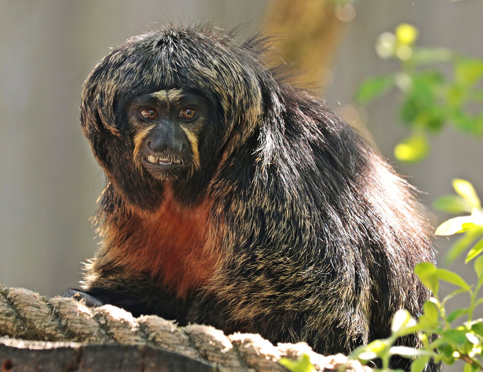 Canon EOS 80D sample photo. Monkey, enclosure, animal world photography