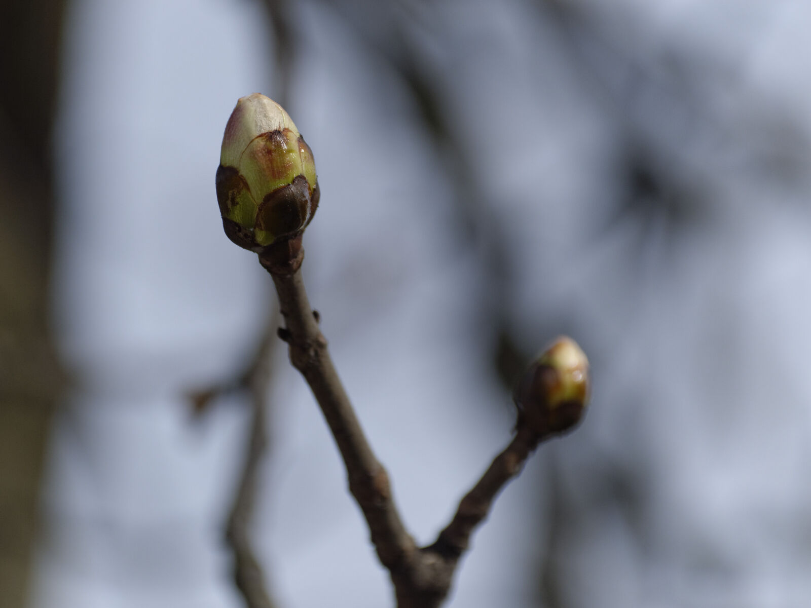 Nikon D3200 sample photo. Plant photography