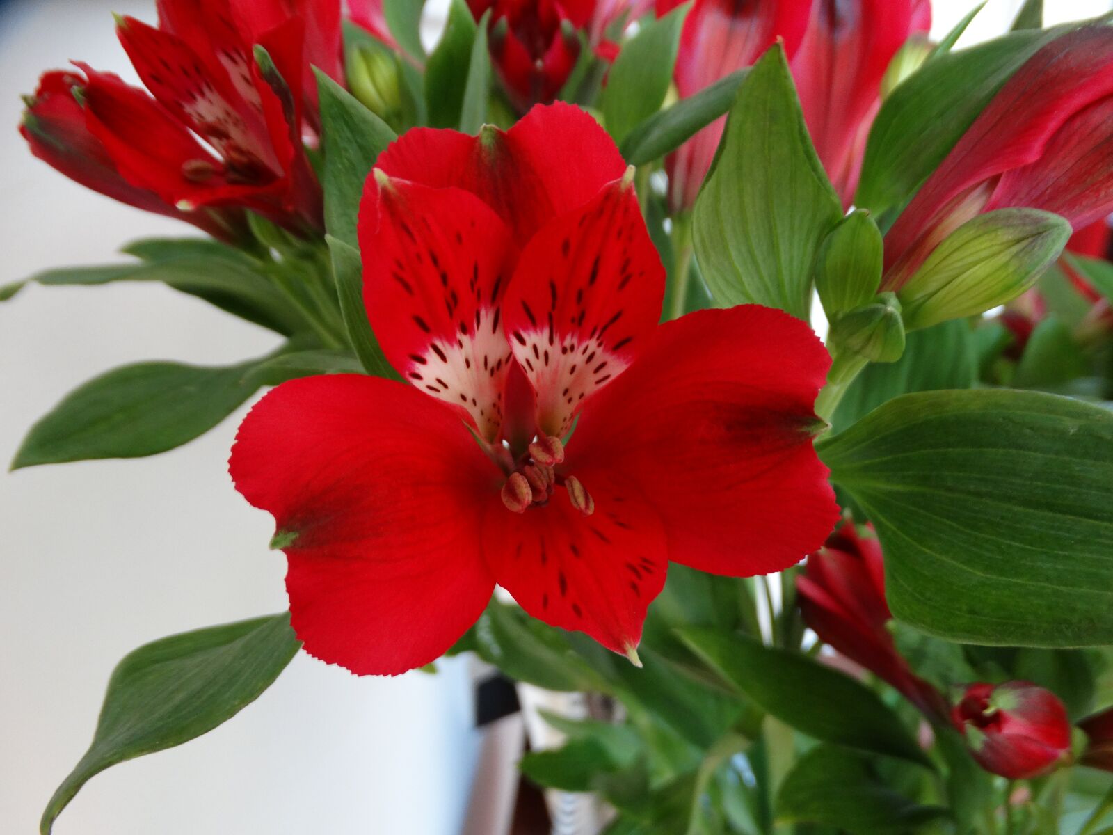 Sony Cyber-shot DSC-HX300 sample photo. Alstroemeria, flower, red photography