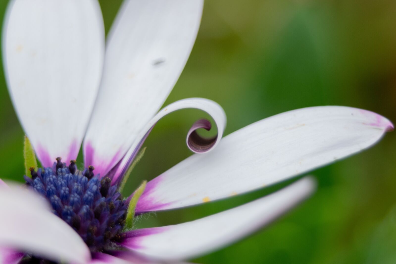 Nikon D3300 sample photo. Flower, macro, nature photography