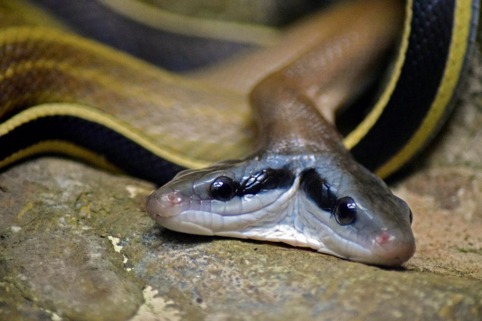 Nikon D3300 sample photo. Snake, two heads, malformation photography