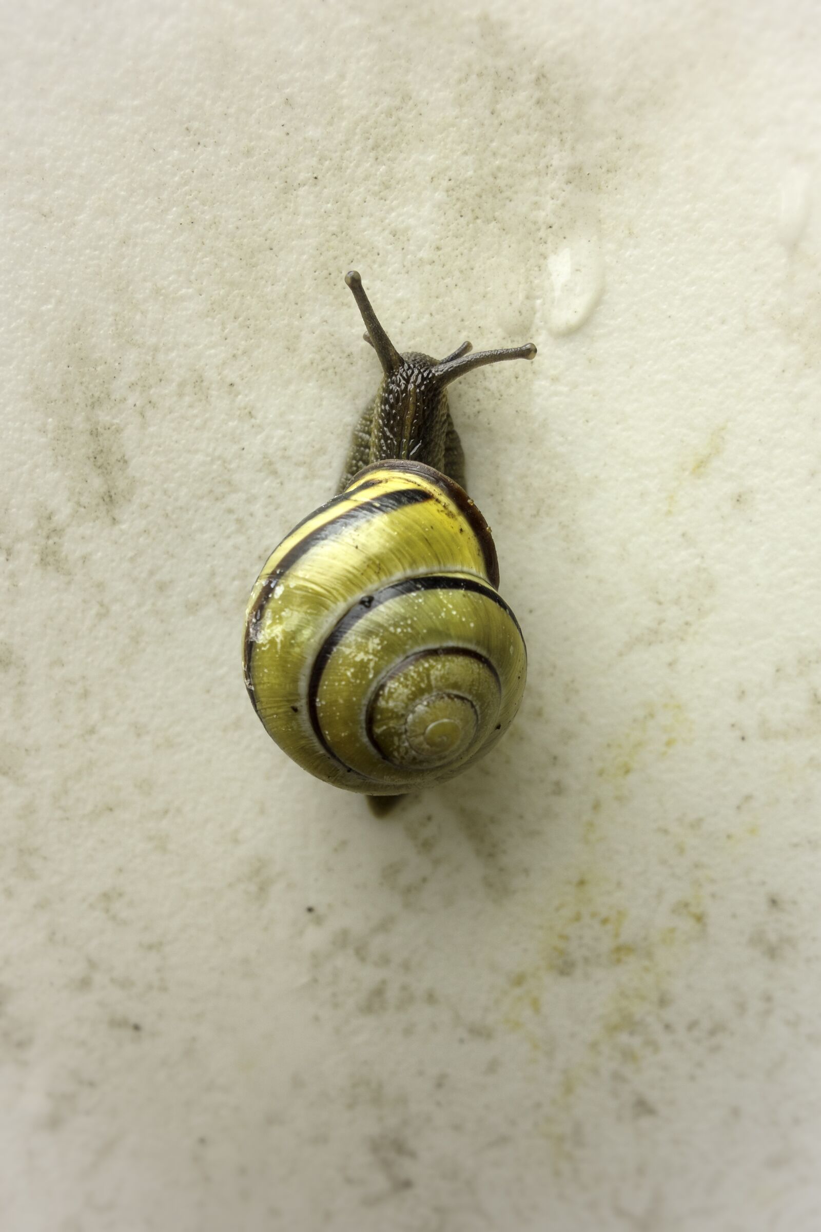 Sony Cyber-shot DSC-RX100 sample photo. Snail, shell, animal photography
