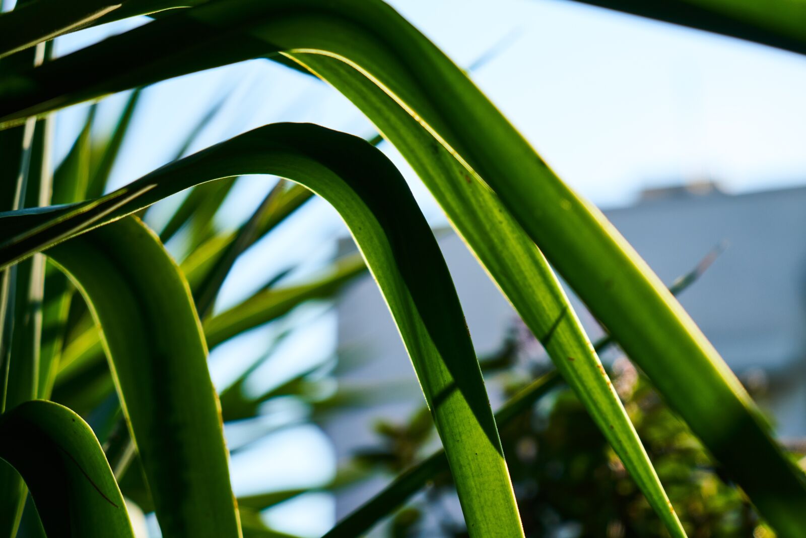 Sony a7R II sample photo. Plant, leaves, spring photography